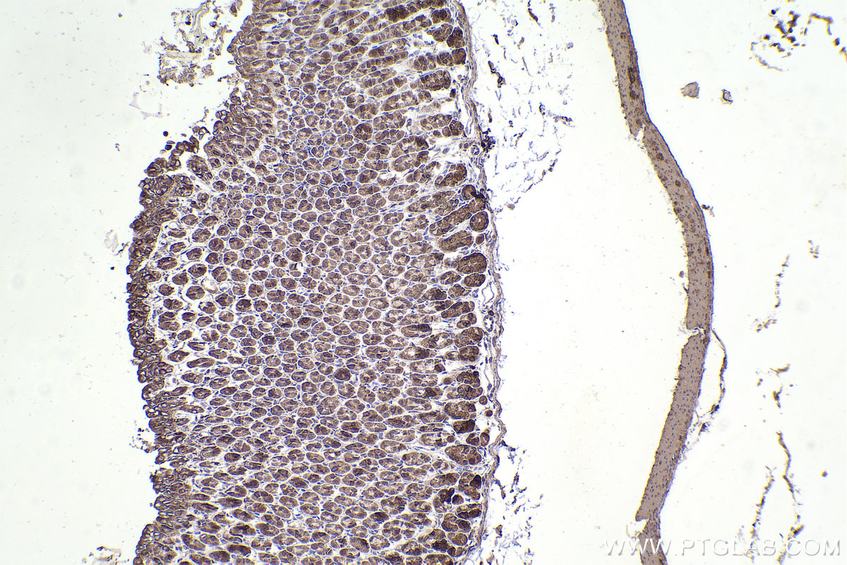 Immunohistochemistry (IHC) staining of mouse stomach tissue using RPL12 Polyclonal antibody (14536-1-AP)