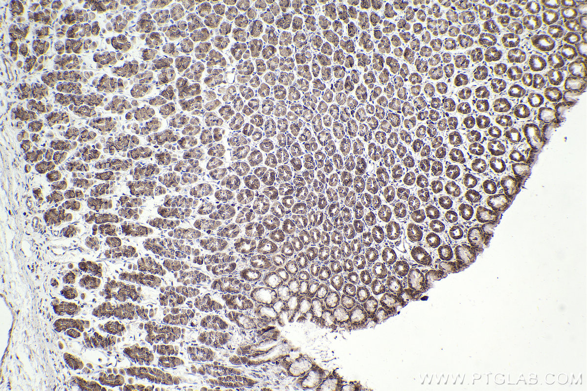 Immunohistochemistry (IHC) staining of rat stomach tissue using RPL12 Polyclonal antibody (14536-1-AP)