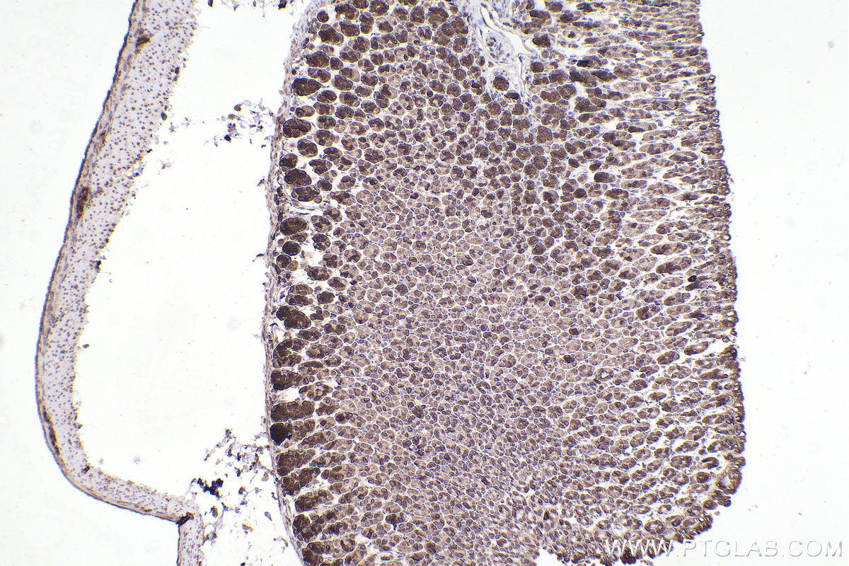 Immunohistochemistry (IHC) staining of mouse stomach tissue using RPL12 Monoclonal antibody (68110-1-Ig)