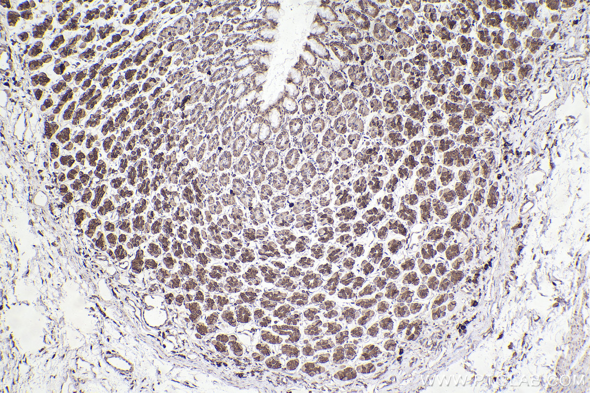 Immunohistochemistry (IHC) staining of rat stomach tissue using RPL12 Monoclonal antibody (68110-1-Ig)