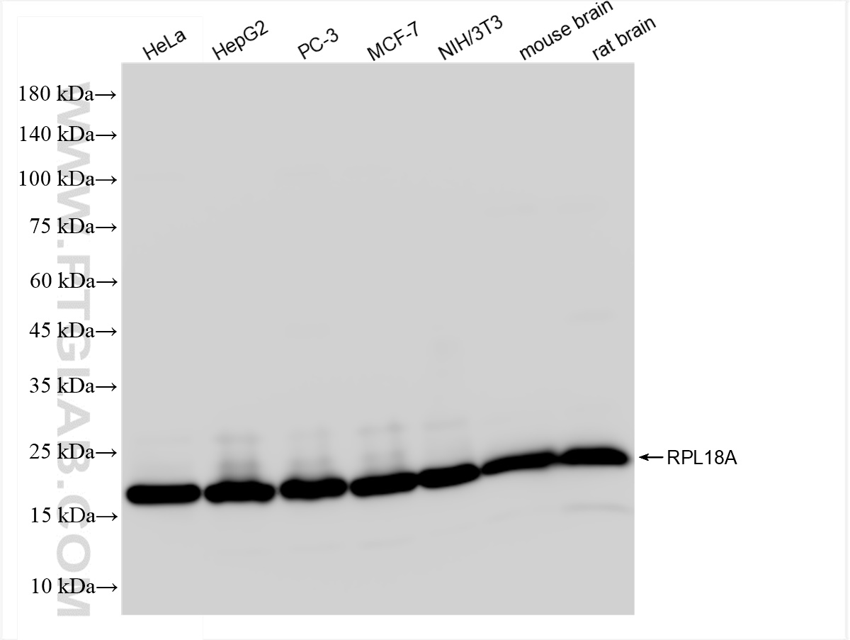 Western Blot (WB) analysis of various lysates using RPL18A Recombinant antibody (83928-1-RR)