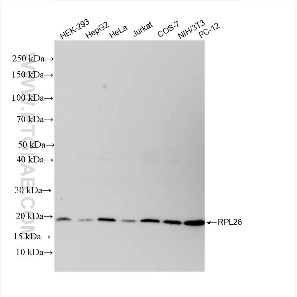 Western Blot (WB) analysis of various lysates using RPL26 Recombinant antibody (85775-1-RR)