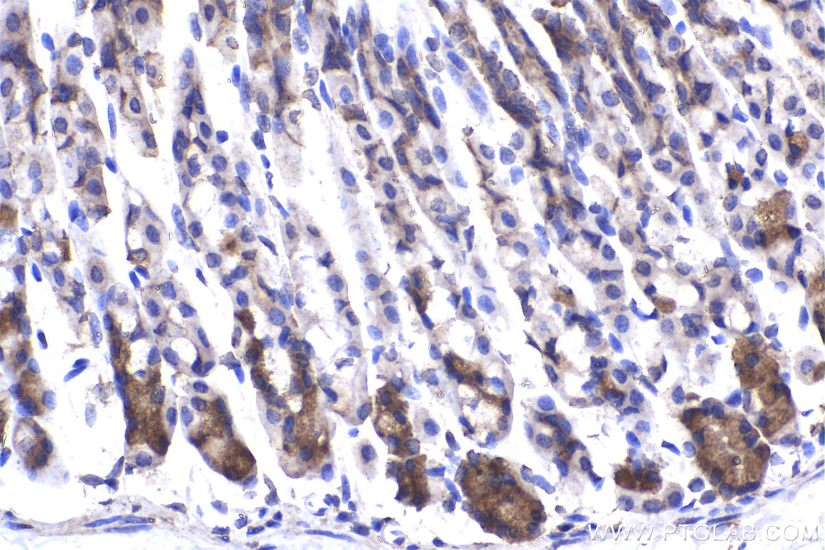 Immunohistochemistry (IHC) staining of mouse stomach tissue using RPL27A Polyclonal antibody (16002-1-AP)