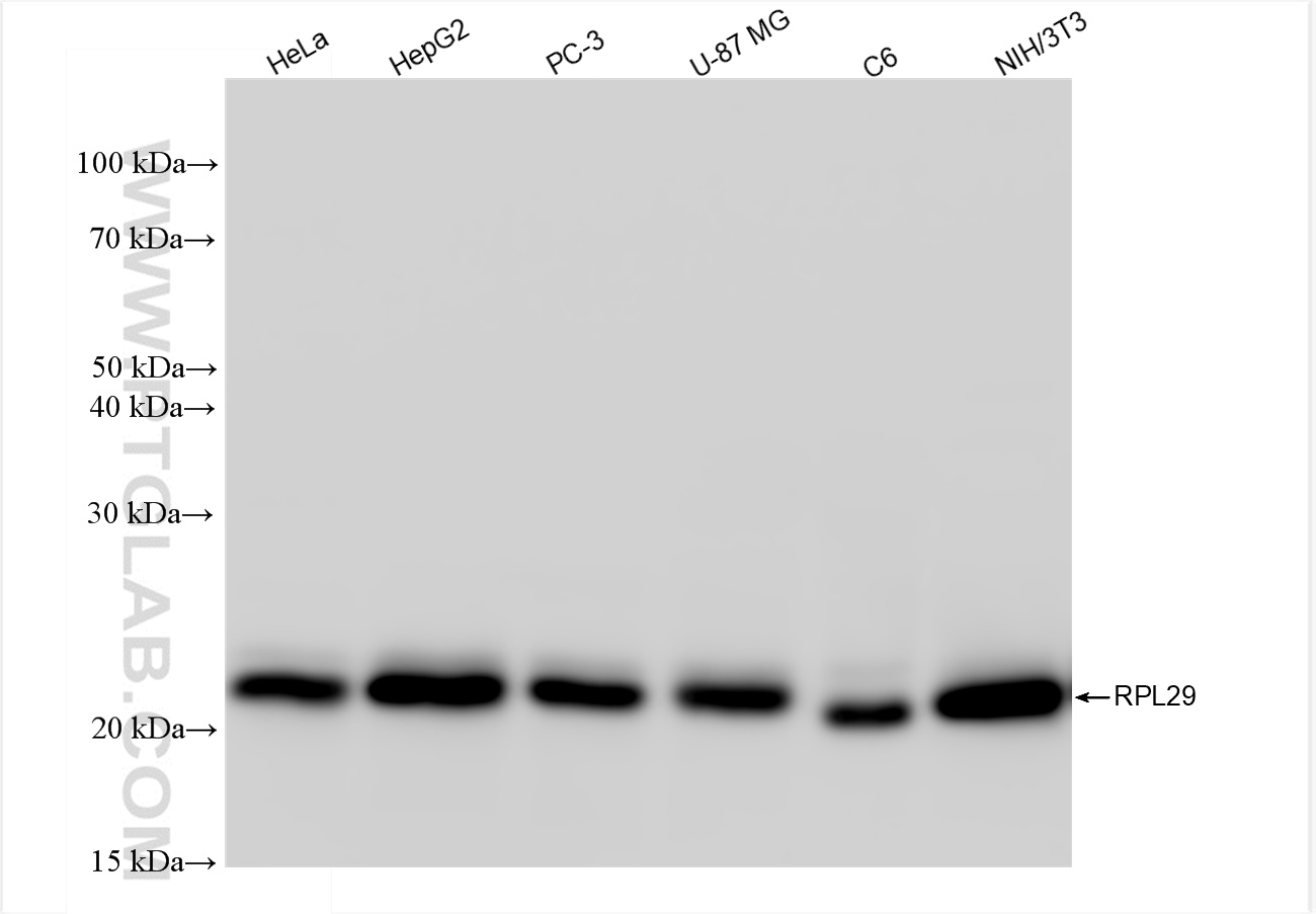 Western Blot (WB) analysis of various lysates using RPL29 Recombinant antibody (83377-1-RR)