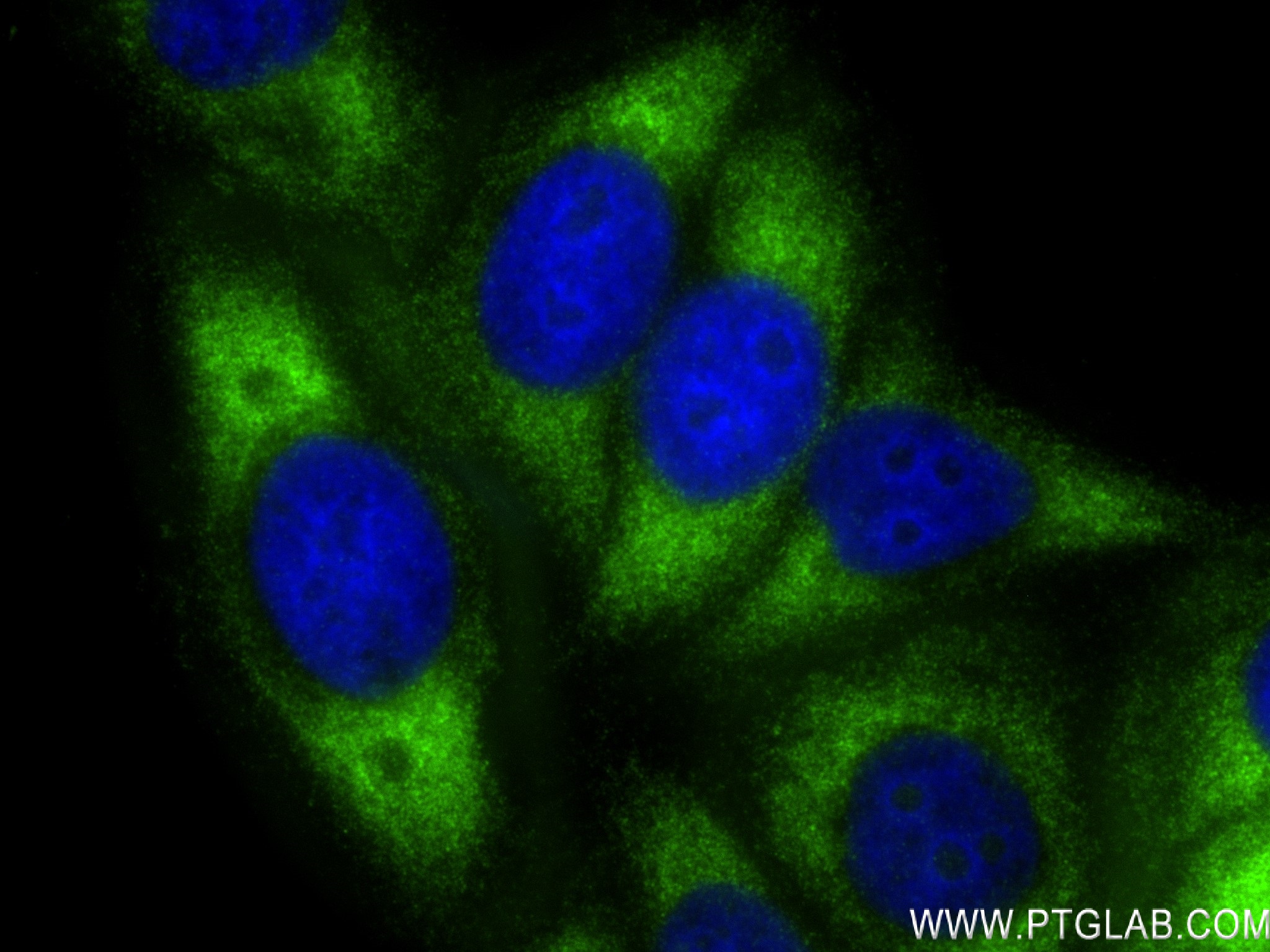 Immunofluorescence (IF) / fluorescent staining of HepG2 cells using RPL29 Recombinant antibody (83377-2-RR)