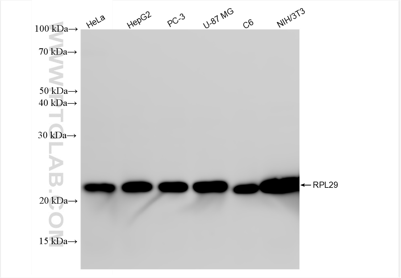 Western Blot (WB) analysis of various lysates using RPL29 Recombinant antibody (83377-2-RR)