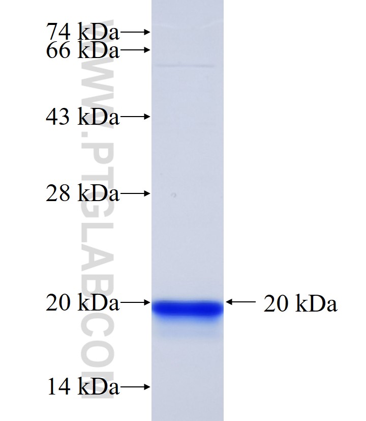 RPL29 fusion protein Ag34100 SDS-PAGE