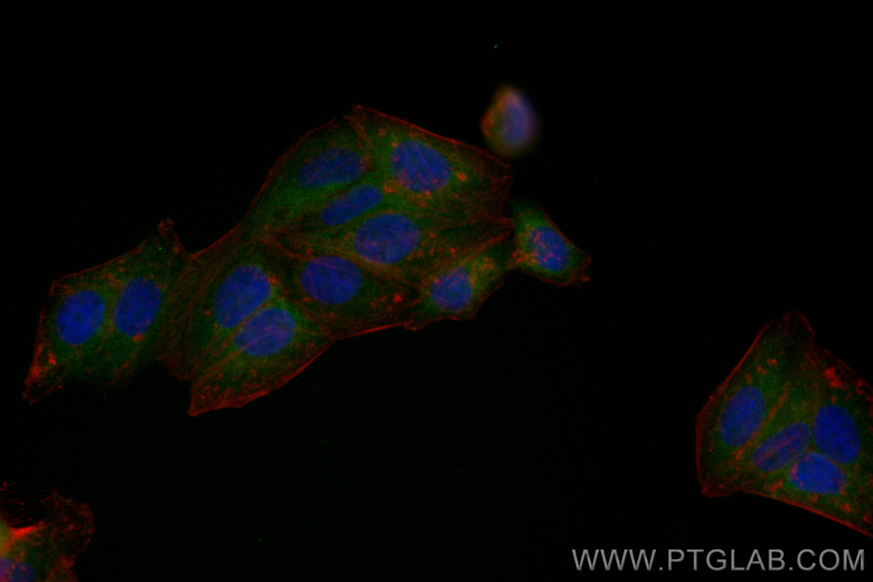 Immunofluorescence (IF) / fluorescent staining of HepG2 cells using CoraLite® Plus 488-conjugated RPL3 Recombinant ant (CL488-82815)