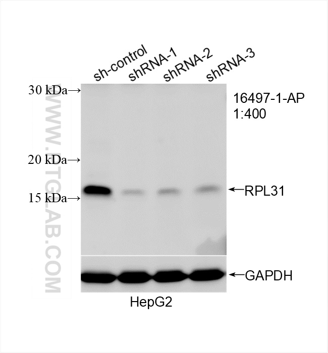 Western Blot (WB) analysis of HepG2 cells using RPL31 Polyclonal antibody (16497-1-AP)