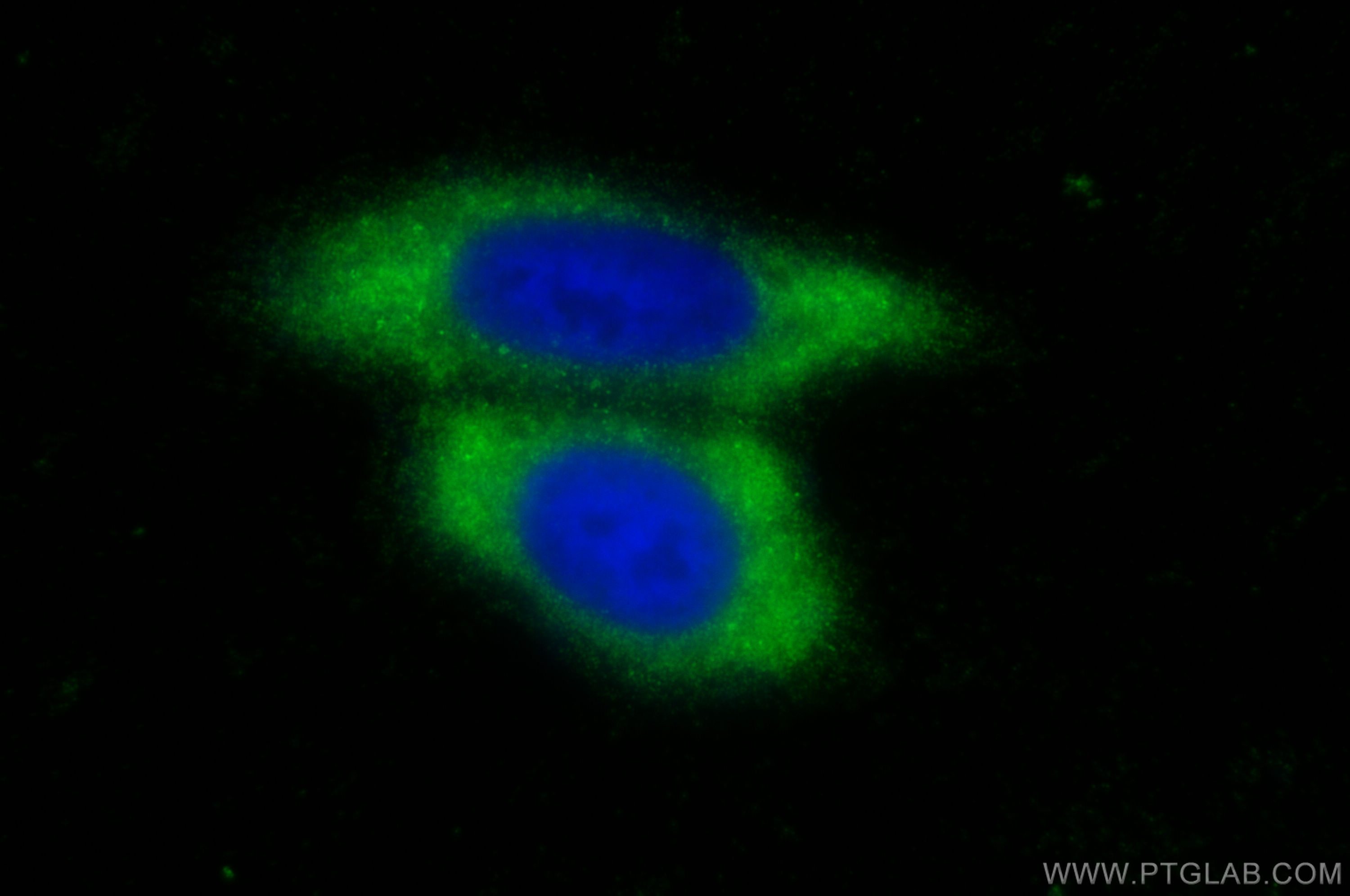 Immunofluorescence (IF) / fluorescent staining of HepG2 cells using RPL39 Polyclonal antibody (14990-1-AP)