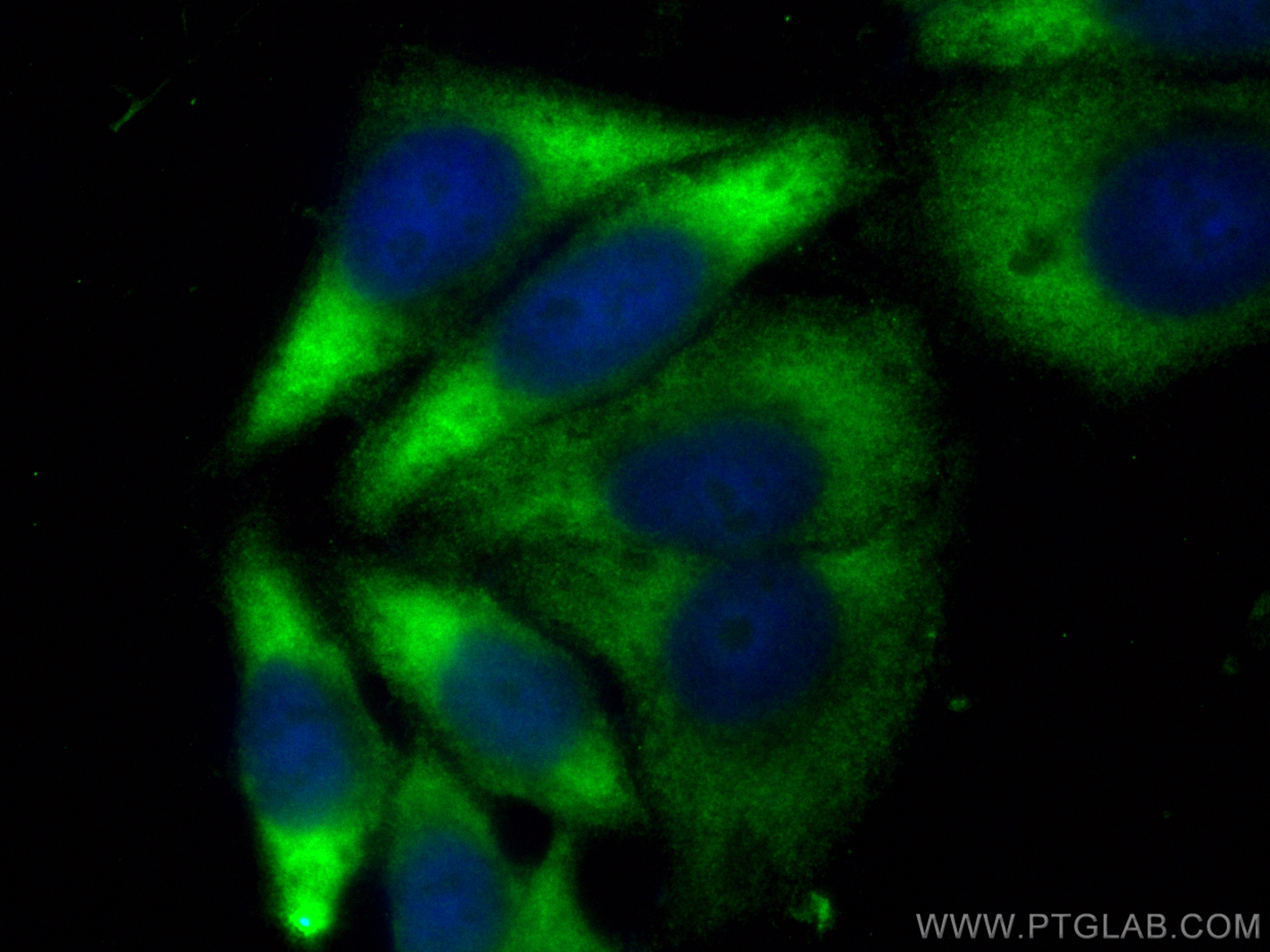 Immunofluorescence (IF) / fluorescent staining of HepG2 cells using CoraLite® Plus 488-conjugated RPL39 Polyclonal ant (CL488-14990)