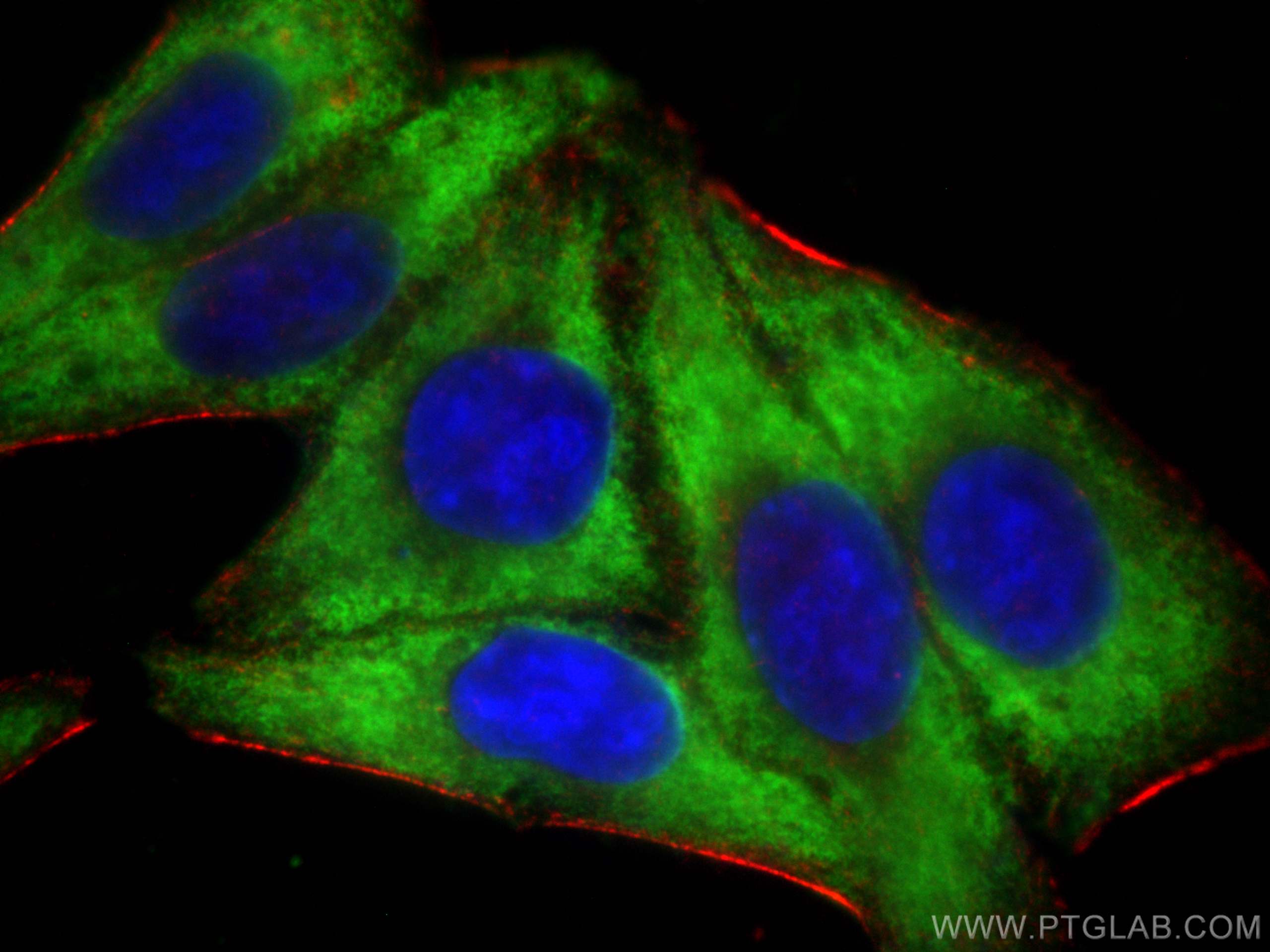 Immunofluorescence (IF) / fluorescent staining of HepG2 cells using Ribosomal protein L4 Monoclonal antibody (67028-1-Ig)