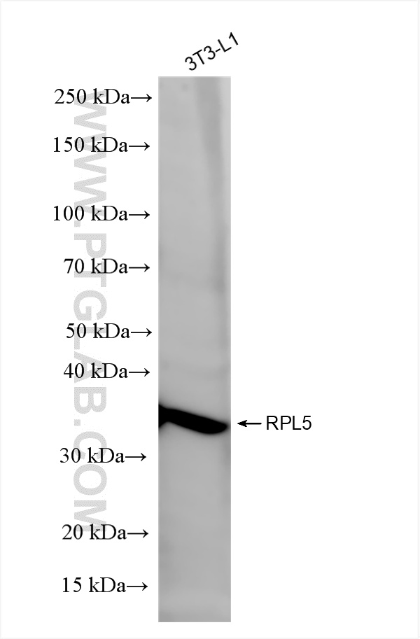 Western Blot (WB) analysis of 3T3-L1 cells using RPL5 Recombinant antibody (85348-1-RR)