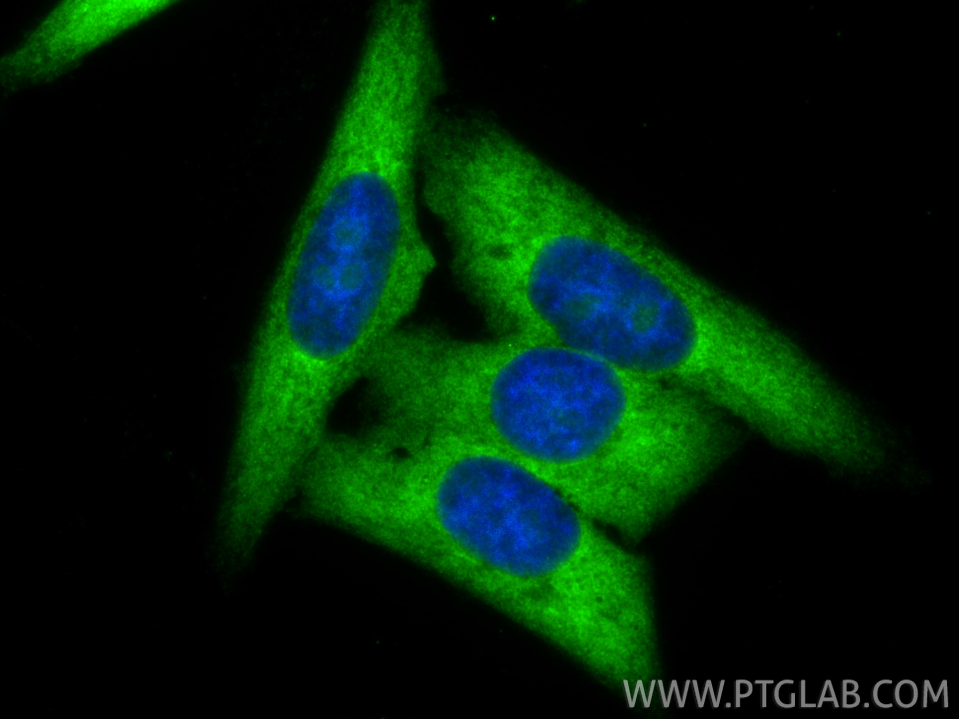 Immunofluorescence (IF) / fluorescent staining of HepG2 cells using RPL7 Polyclonal antibody (14583-1-AP)