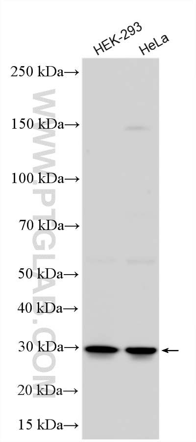 Western Blot (WB) analysis of various lysates using RPL7 Polyclonal antibody (14583-1-AP)
