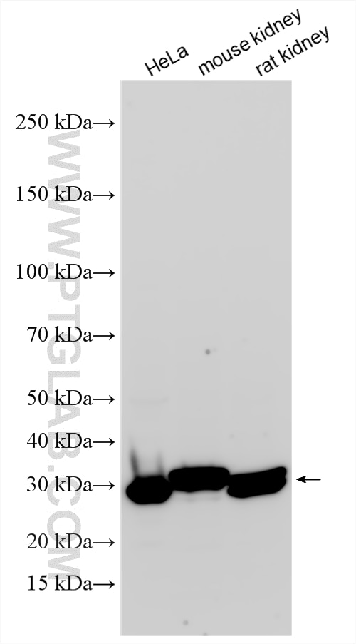 Western Blot (WB) analysis of various lysates using RPL7 Polyclonal antibody (14583-1-AP)