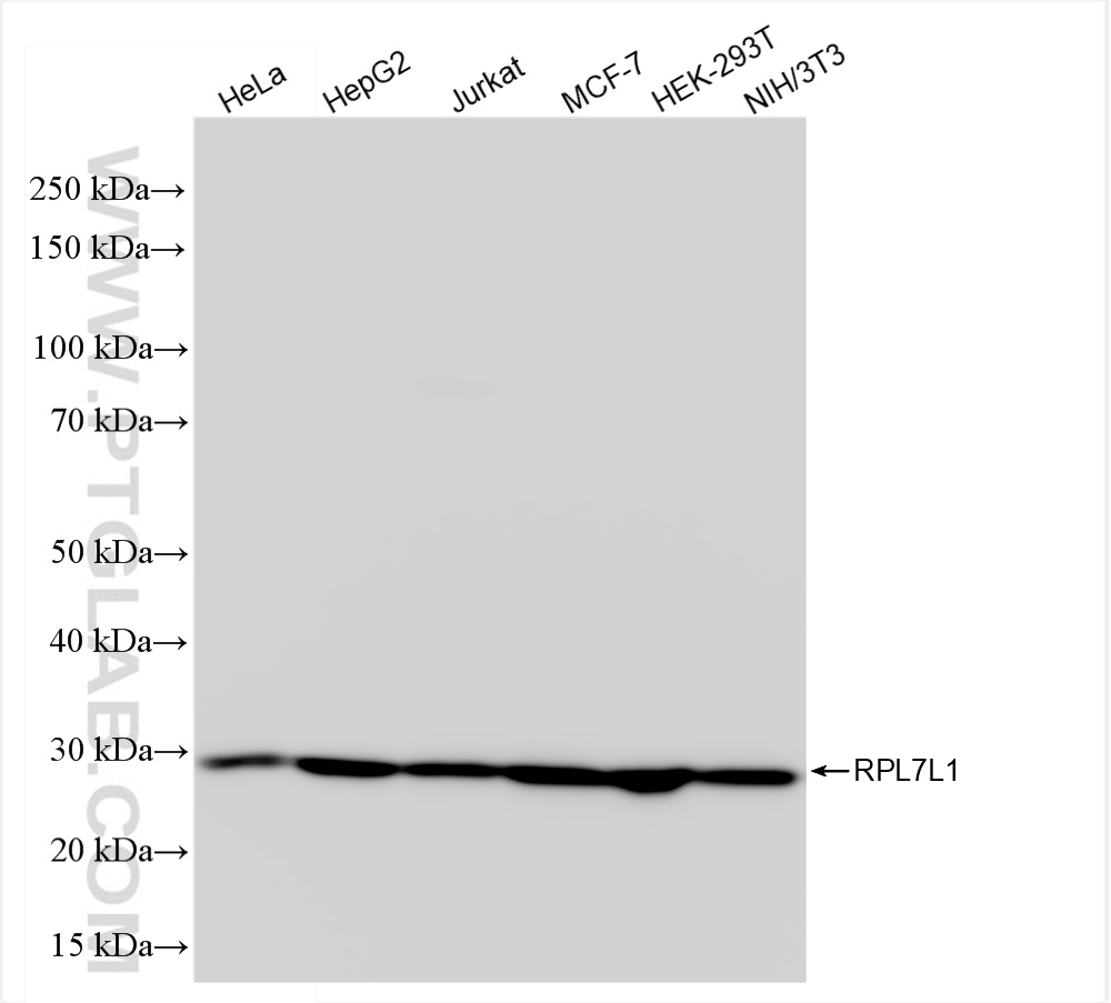 Western Blot (WB) analysis of various lysates using RPL7L1 Recombinant antibody (84907-1-RR)