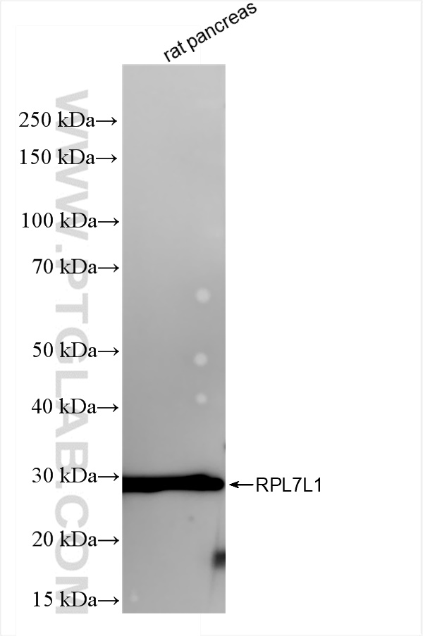 Western Blot (WB) analysis of rat pancreas tissue using RPL7L1 Recombinant antibody (84907-1-RR)