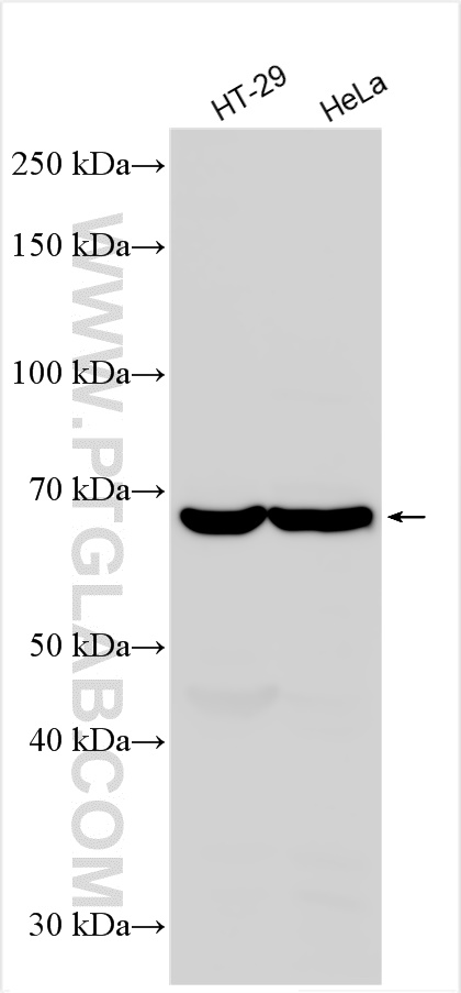 Western Blot (WB) analysis of various lysates using RPN1 Polyclonal antibody (12894-1-AP)