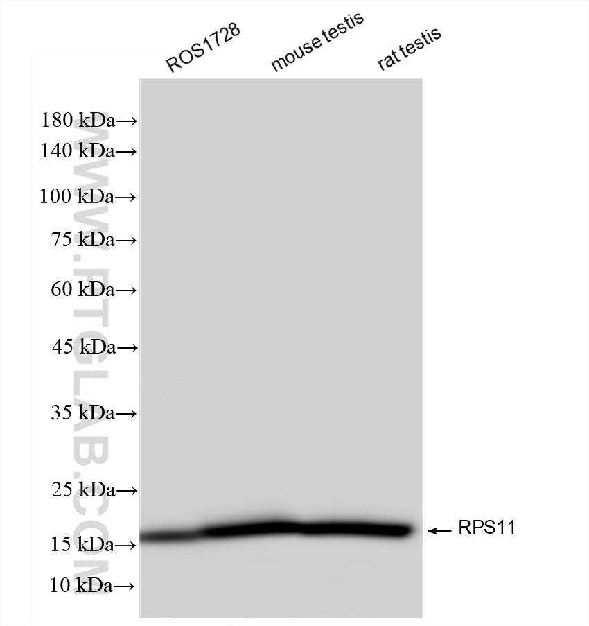 Western Blot (WB) analysis of various lysates using RPS11 Recombinant antibody (83517-3-RR)