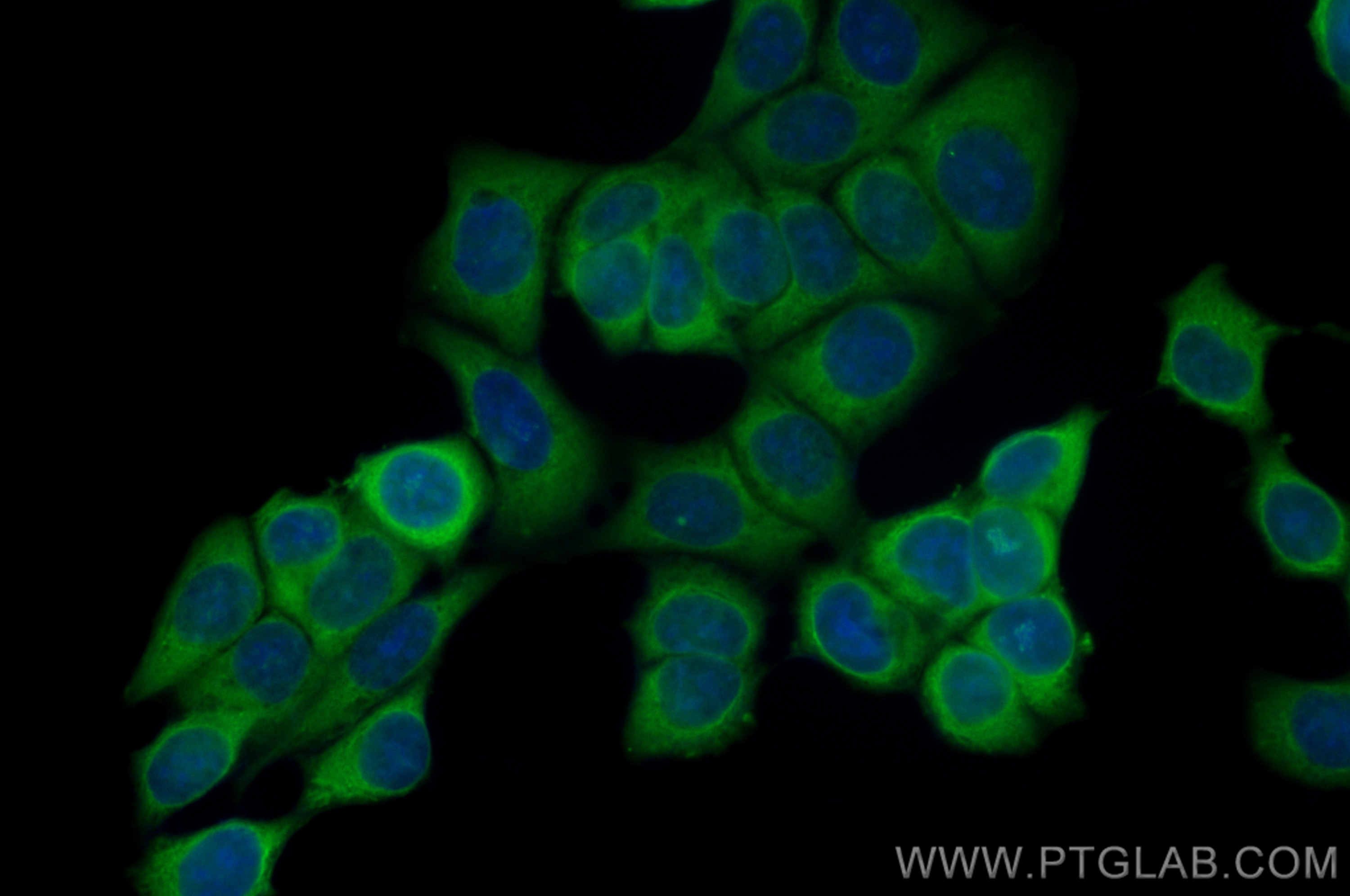 Immunofluorescence (IF) / fluorescent staining of MCF-7 cells using CoraLite® Plus 488-conjugated RPS11 Recombinant an (CL488-83517-3)