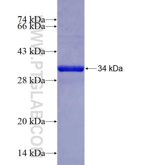 RPS13 fusion protein Ag29096 SDS-PAGE