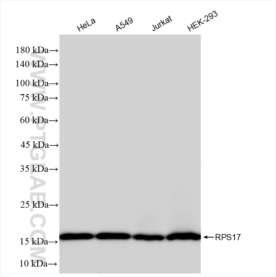 Western Blot (WB) analysis of various lysates using RPS17 Recombinant antibody (83848-4-RR)