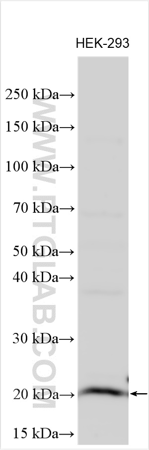 Western Blot (WB) analysis of various lysates using RPS19BP1 Polyclonal antibody (14319-1-AP)