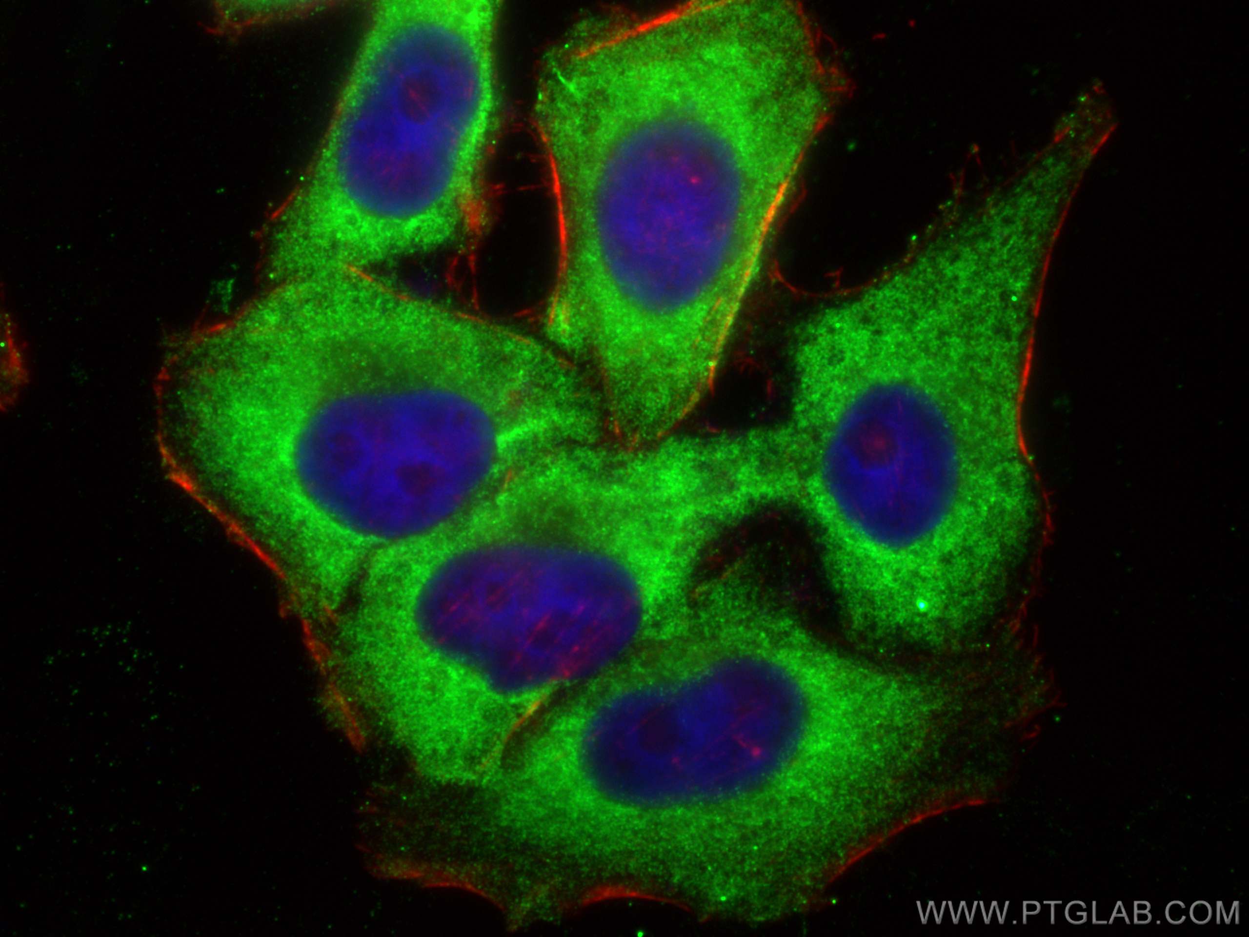 Immunofluorescence (IF) / fluorescent staining of HepG2 cells using RPS21 Polyclonal antibody (16946-1-AP)