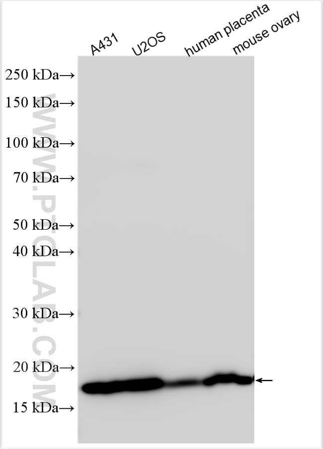 RPS23 antibody (29834-1-AP) | Proteintech