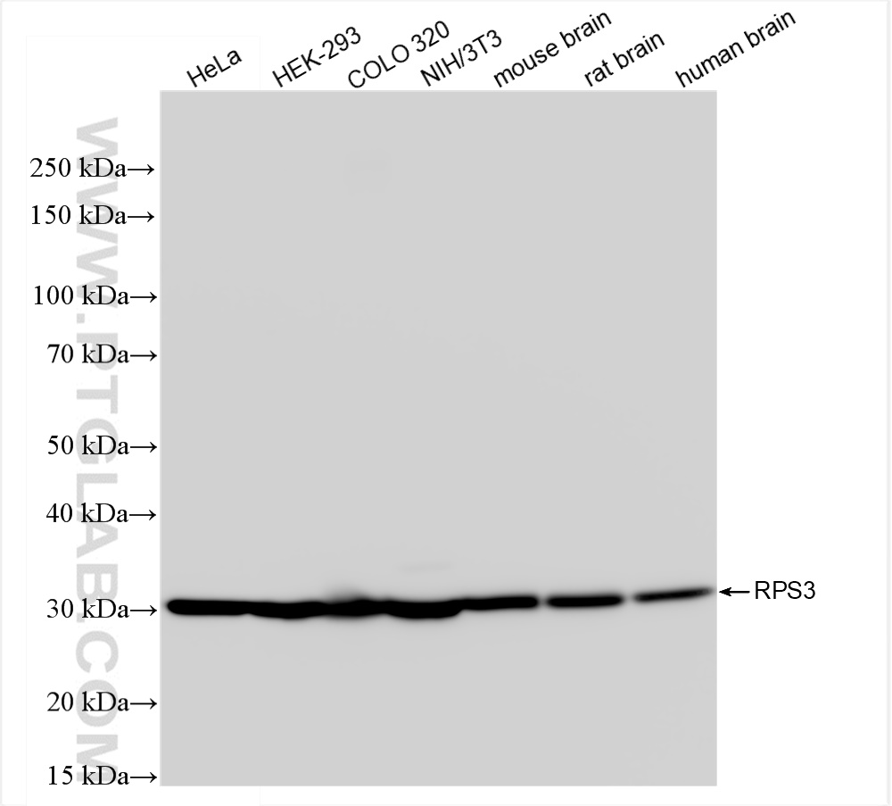 Western Blot (WB) analysis of various lysates using RPS3 Recombinant antibody (84947-4-RR)