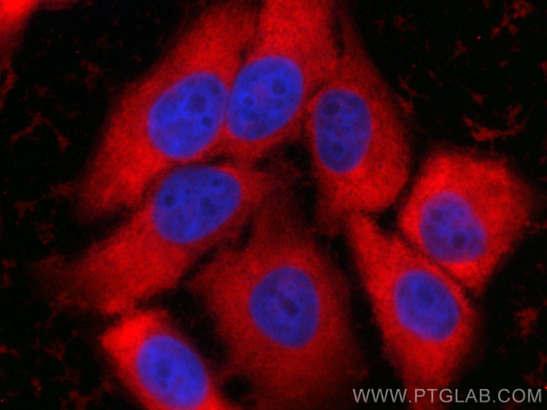 Immunofluorescence (IF) / fluorescent staining of HepG2 cells using CoraLite®594-conjugated RPS3 Monoclonal antibody (CL594-66046)