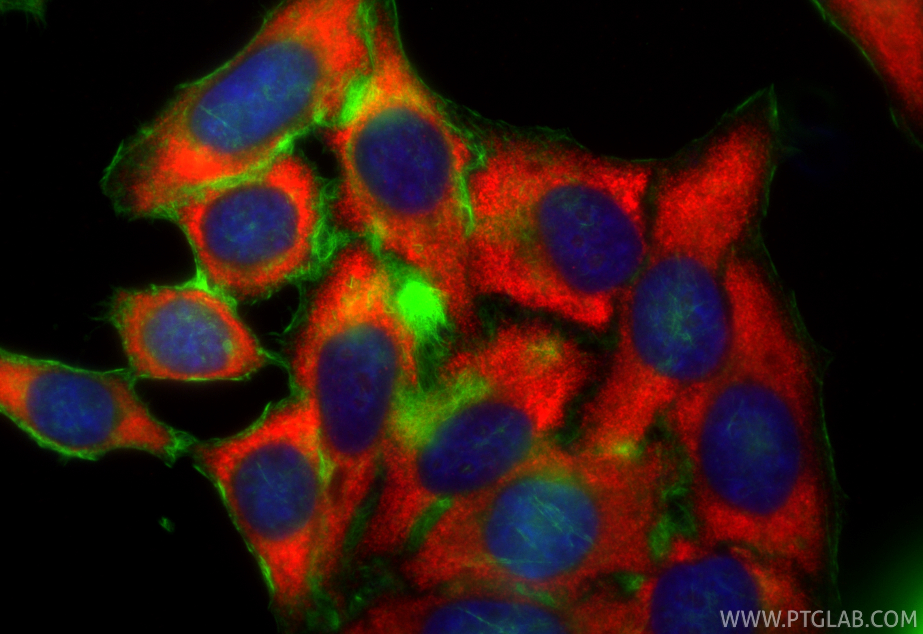 Immunofluorescence (IF) / fluorescent staining of HepG2 cells using CoraLite®594-conjugated S6 Ribosomal protein Monoc (CL594-66886)