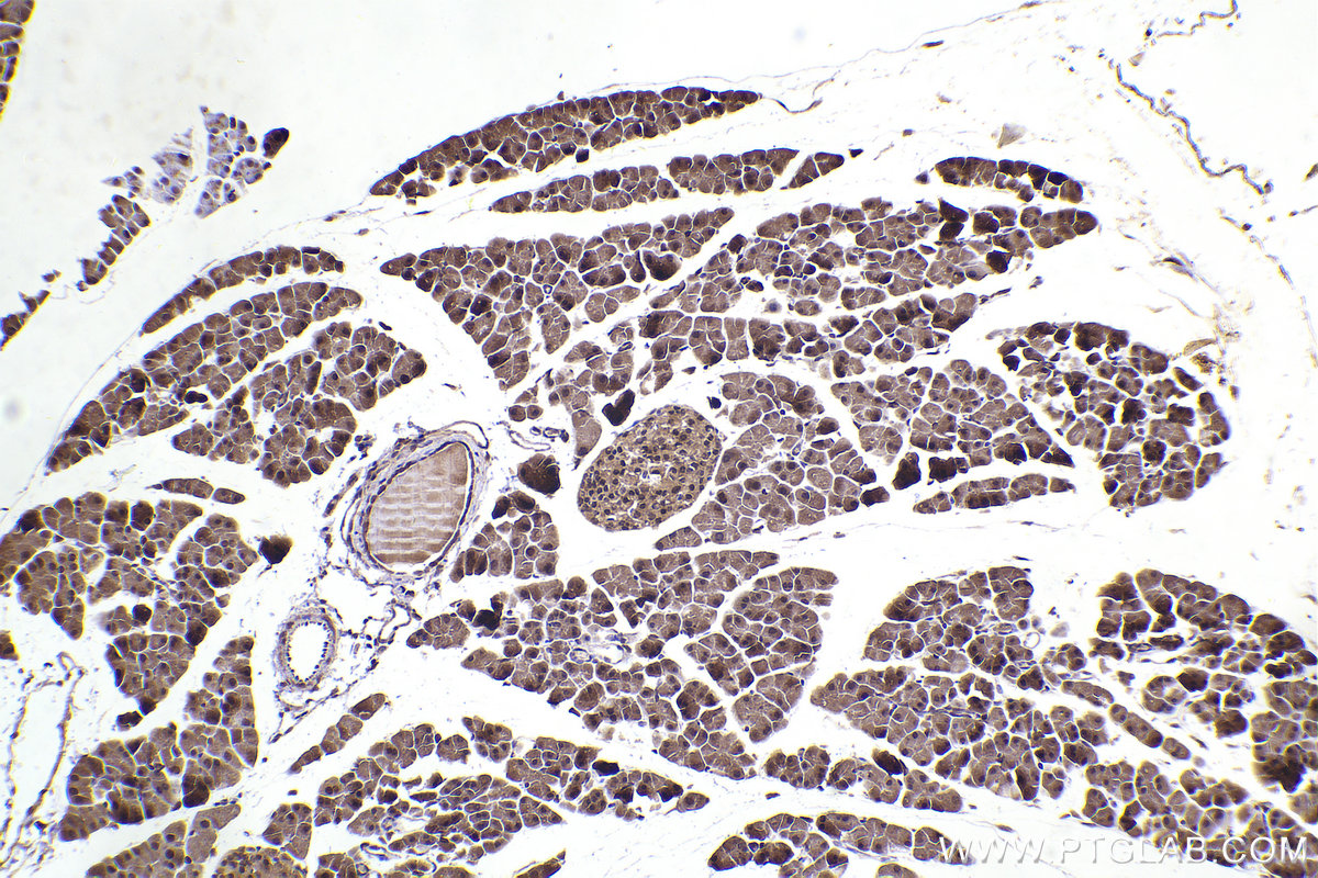 Immunohistochemistry (IHC) staining of mouse pancreas tissue using RPS9 Polyclonal antibody (18215-1-AP)