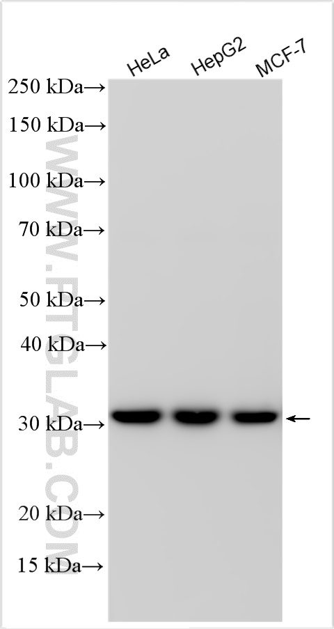 Western Blot (WB) analysis of various lysates using CNOT9 Polyclonal antibody (22503-1-AP)