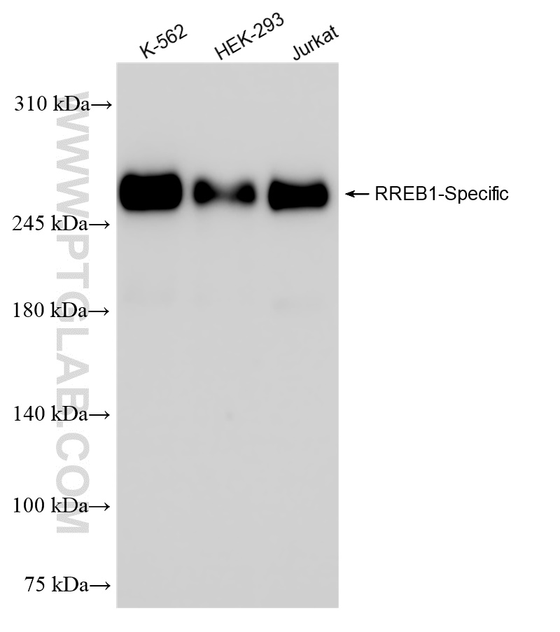 Western Blot (WB) analysis of various lysates using RREB1-Specific Recombinant antibody (84048-1-RR)