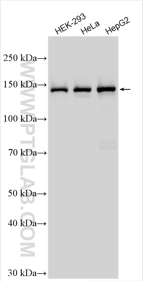 Western Blot (WB) analysis of various lysates using RRP12 Polyclonal antibody (26849-1-AP)