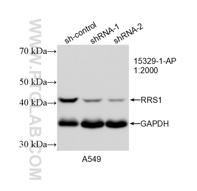 Western Blot (WB) analysis of A549 cells using RRS1 Polyclonal antibody (15329-1-AP)