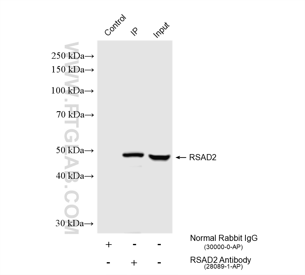 Immunoprecipitation (IP) experiment of mouse brain tissue using RSAD2 Polyclonal antibody (28089-1-AP)