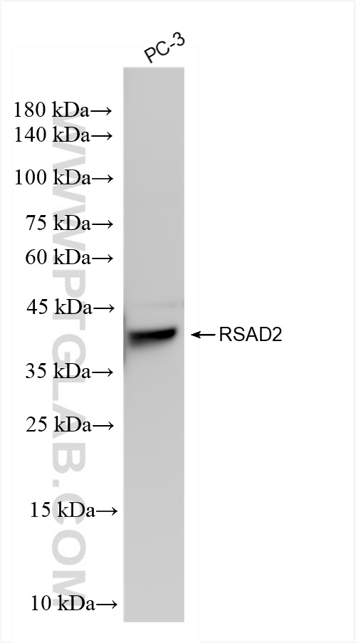 Western Blot (WB) analysis of PC-3 cells using RSAD2 Recombinant antibody (83563-2-RR)