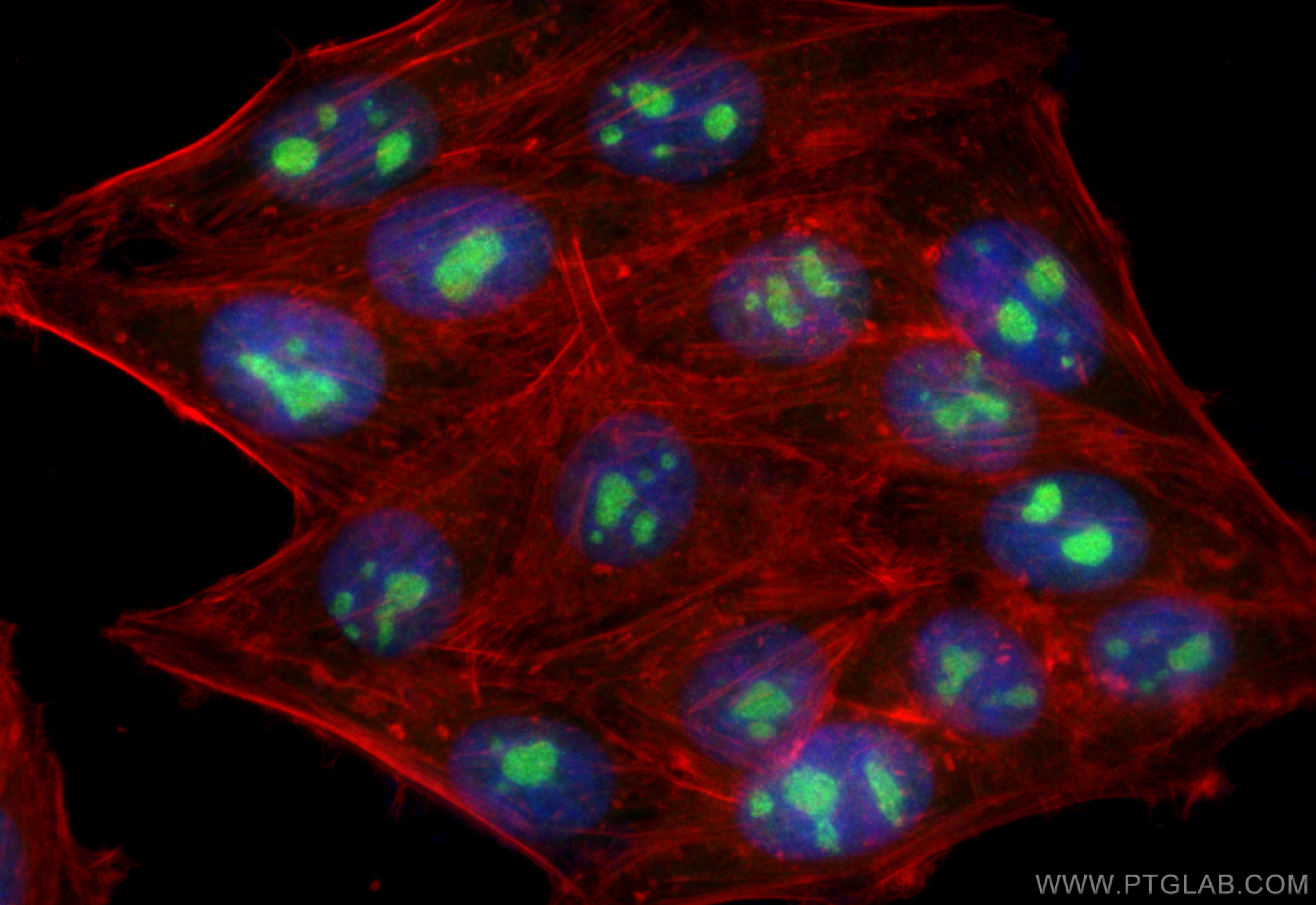 Immunofluorescence (IF) / fluorescent staining of HepG2 cells using RSL24D1 Polyclonal antibody (25190-1-AP)