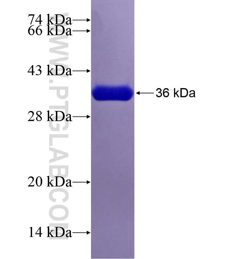 RSPO4 fusion protein Ag29308 SDS-PAGE