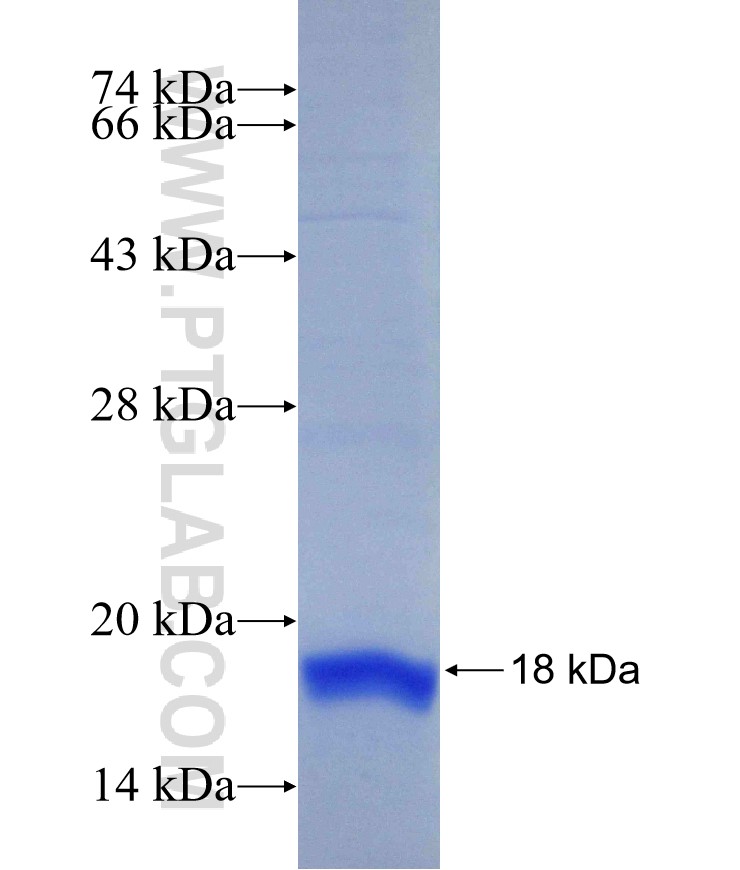 RSPO4 fusion protein Ag29446 SDS-PAGE