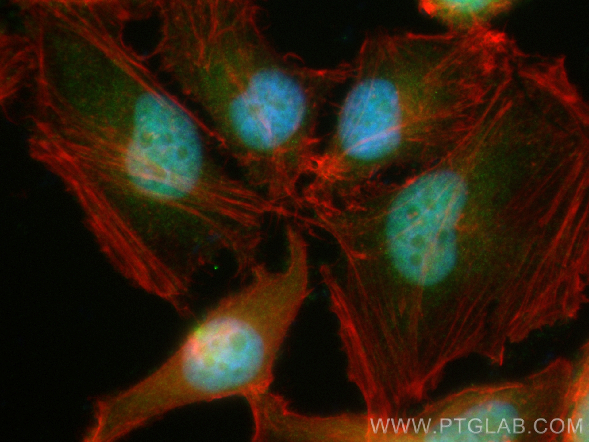 Immunofluorescence (IF) / fluorescent staining of HeLa cells using CoraLite® Plus 488-conjugated RTF2 Polyclonal anti (CL488-16633)