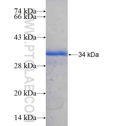 RTN4R fusion protein Ag26032 SDS-PAGE