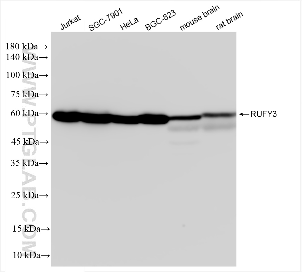 Western Blot (WB) analysis of various lysates using RUFY3 Recombinant antibody (83601-2-RR)