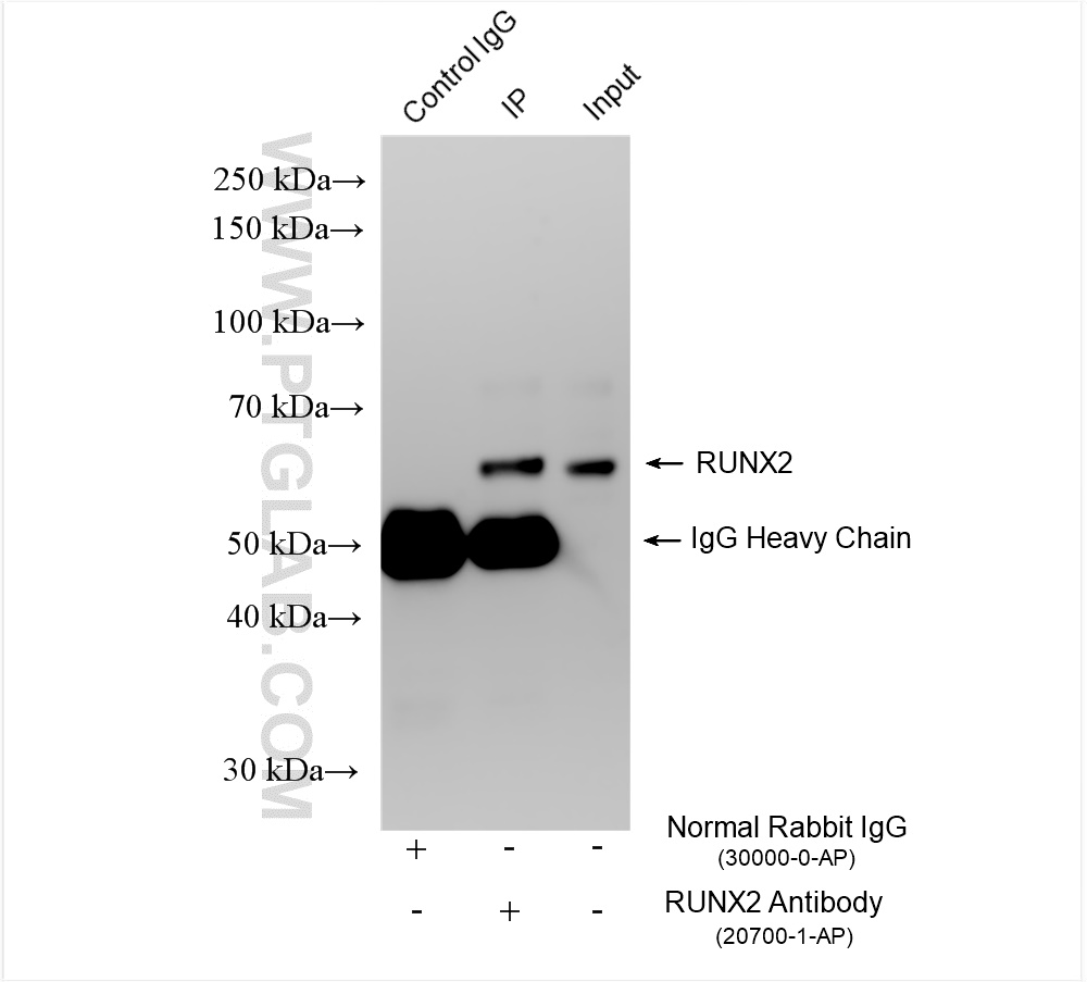 Immunoprecipitation (IP) experiment of ROS1728 cells using RUNX2 Polyclonal antibody (20700-1-AP)