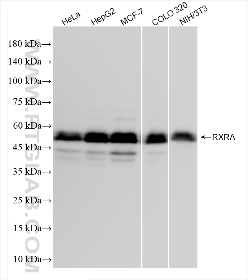 Western Blot (WB) analysis of various lysates using RXRA Recombinant antibody (83796-5-RR)