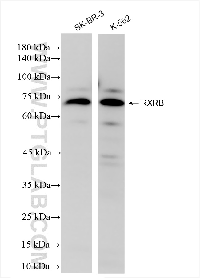 Western Blot (WB) analysis of various lysates using RXRB Recombinant antibody (84656-4-RR)