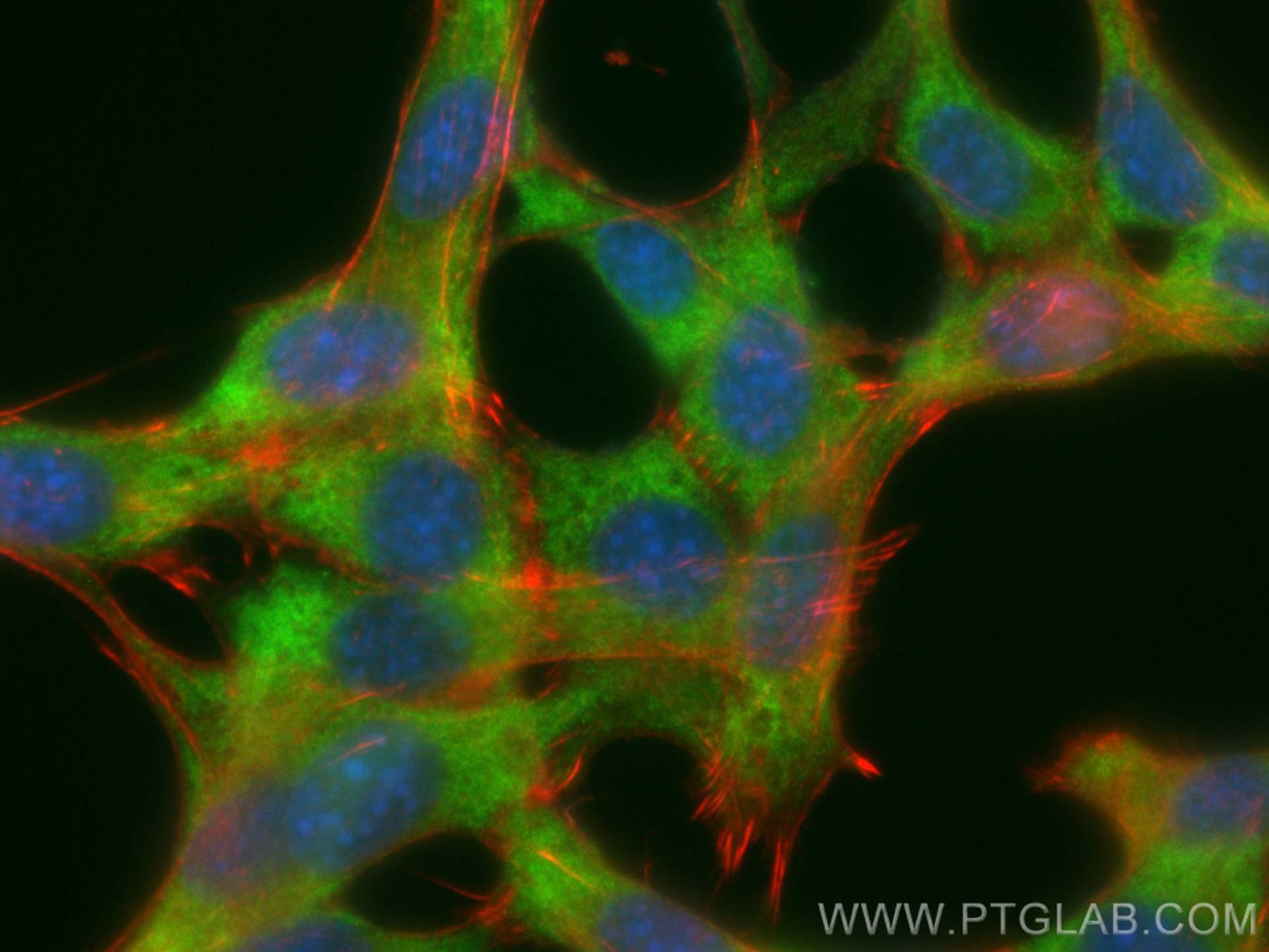 Immunofluorescence (IF) / fluorescent staining of NIH/3T3 cells using CoraLite® Plus 488-conjugated RanBP1 Polyclonal an (CL488-27804)